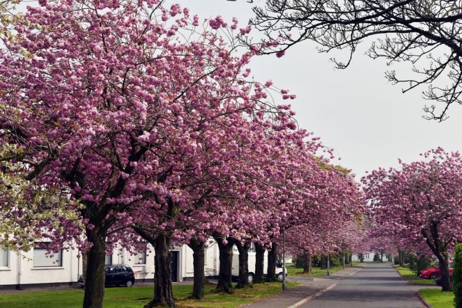 197 Merville Garden Village, Newtownabbey, County Antrim, BT37 9TR