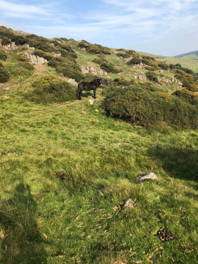 Land @ 21 Finnis Road, Dromara, BT25 2EY